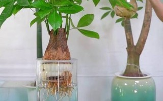 发财树取芽水培可行吗？