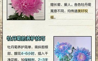 室内盆栽菊花有哪些品种？价格怎么样？