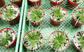 金钱菖蒲水培怎么养？