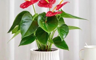 家里哪些绿植盆栽好养又值得养？