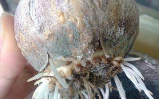 风信子水培种球底部发霉怎么办？