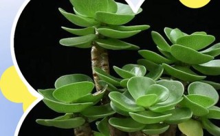 盆栽金钱木怎么不发芽