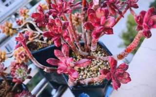 红稚莲多肉怎么繁殖最简单？