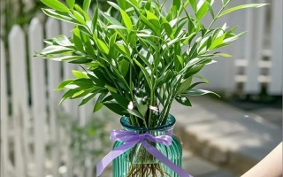 发财树水培早期怎么操作？