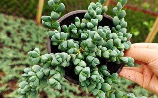 鹿角海棠怎么养？养护要点有哪些？