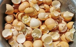 鸡蛋做多肉花肥可行吗？