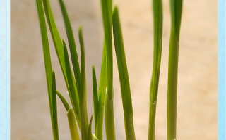 水培大蒜晒太阳吗？