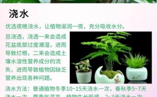水培植物该加哪种肥料？