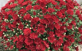 千头菊花盆栽怎么养才能爆花？