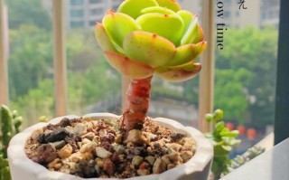 碧桃多肉夏天能入手吗？