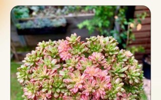 露养法师多肉，如何避免徒长烂根？