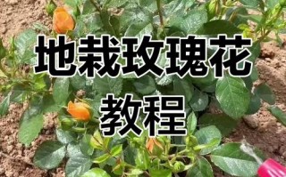 盆栽玫瑰苗怎么买才易活？