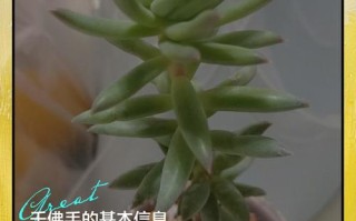 手心手背多肉寓意什么