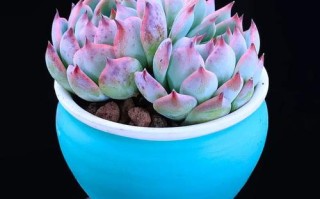 吉娃娃多肉如何养成老桩状态？