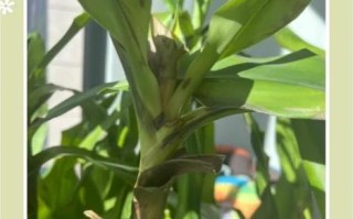 巴西木水培叶子发黑咋办？