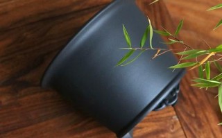 多肉花盆能养兰花吗？