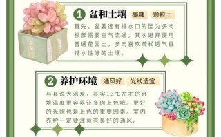 多肉怎么养才肥美？