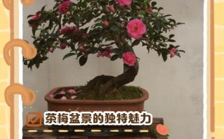 盆栽茶梅冬天室内掉叶