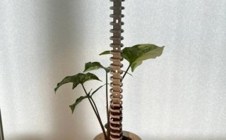 合果芋水培转土培咋操作？