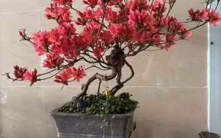 夏天盆栽映山红怎么养？