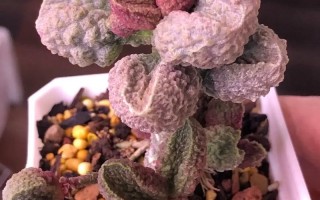 多肉水泡品种图片有哪些？