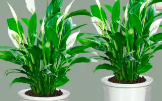 水培一帆风顺图片大全