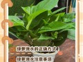 夏天绿萝枝条能水培吗？