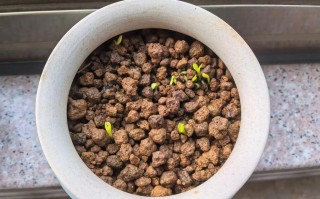 水培火龙果种子怎么发芽？