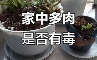 多肉植物有毒吗？家里养安全吗？