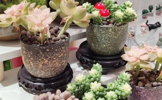 盆栽鲜花图片集有哪些品种？