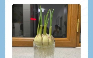水培蒜怎么种？注意啥能高产？