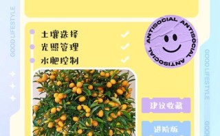 夏天金桔盆栽怎么种才好？