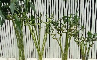 水培富贵竹叶尖发干怎么办？