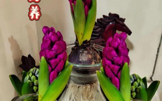 风信子水培多久换一次水？