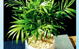 袖珍椰子能扦插繁殖吗？