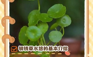 铜钱草分盆后水培怎么养护？
