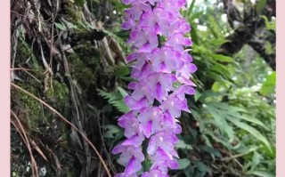 多花指甲兰盆栽怎么养才爆花？