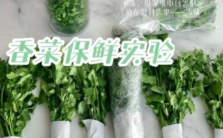 盆栽香菜冬天会被冻死吗？