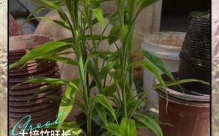 富贵竹水培如何防黑根？