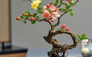 海棠盆栽用什么土最好？