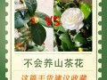 盆栽茶花移植要注意哪些要点？