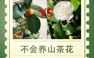 盆栽茶花移植要注意哪些要点？