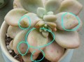 多肉白斑是病还是正常？怎么处理？
