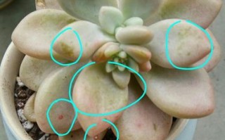 多肉白斑是病还是正常？怎么处理？