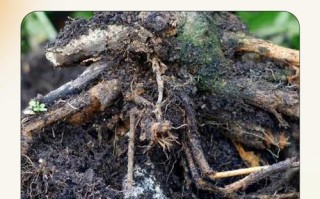 水培的蔬菜烂根了怎么办