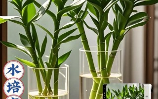 水培富贵竹怎么养才更茂盛？