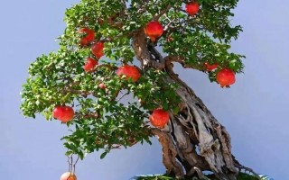 盆栽果石榴选多大盆合适？