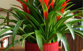 室内大盆栽选哪种好？