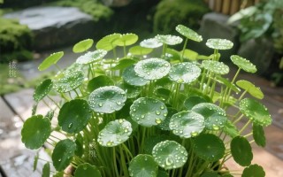 办公室无阳光，水培铜钱草能活吗？