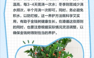 金钱树盆栽养护，关键有哪些技巧？